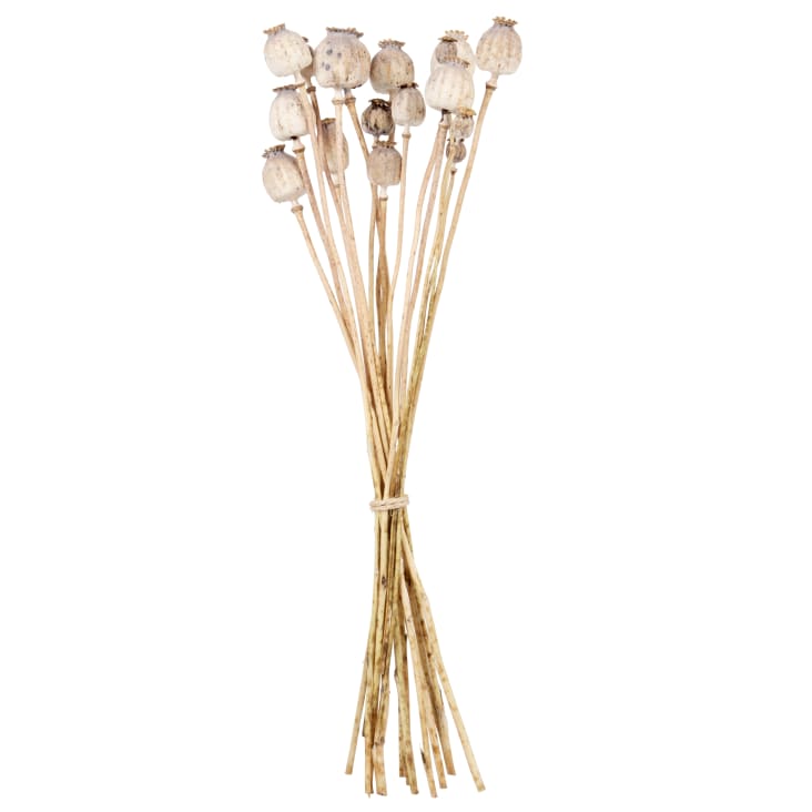 Maisons du Monde PAVOTS - Ramillete de amapolas secas marrón Envío gratis